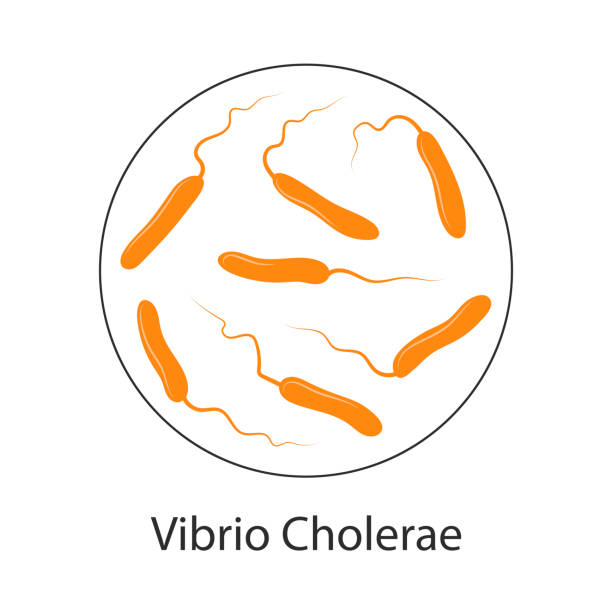 Cholera – हैजा का कारण क्या है ? जानिए हैजा क्या है,इसके लक्षण एवम उपचार।